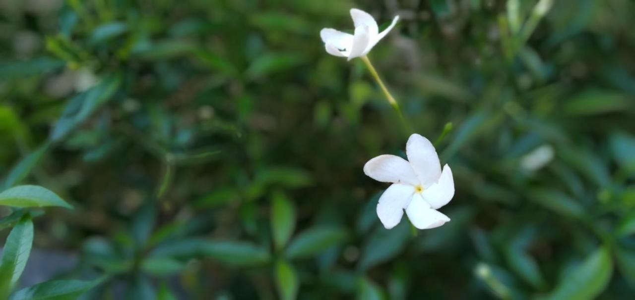 Resident Villa Unawatuna Ngoại thất bức ảnh